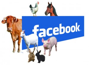 Facebook-to-help-animals-catch-their-prey-and-have-a-social-life